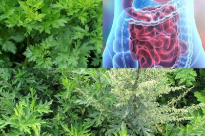 They Used Mugwort Tea Centuries Ago — Now Science Confirms Its Shocking Benefits for Sleep, Digestion, and Hormones!