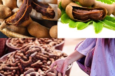 Tamarind Is More Than Just a Fruit — Doctors Are Shocked by Its Power to Cleanse the Body, Boost Immunity, and Balance Blood Sugar!