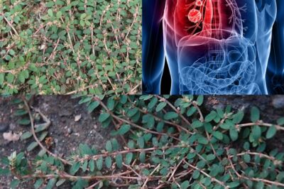 Euphorbia Thymifolia Is the Hidden Miracle Herb You’ve Never Heard Of — It’s Treating Everything from Skin Diseases to Diarrhea!