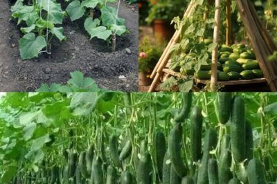 The Shocking Cucumber Trick Farmers Don’t Want You to Know: Grow Them in a Herringbone Pattern for Explosive Yields!