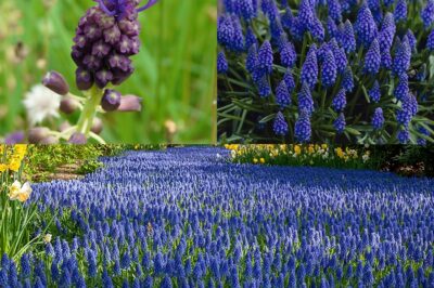 Hidden in Your Garden: This Beautiful Flower Produces a Juice That Cleanses Your Liver, Fights Fatigue, and More!