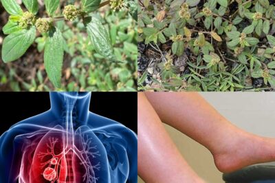 Desperate for Real Help? Stop Trusting Words and Start Searching: The Powerful Leaf in the Bush That Delivers on Its Own Terms – DO EXACTLY AS I SAY!