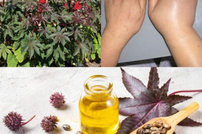 Deadly Yet Healing? The Shocking Truth About the Castor Bean Plant and Its Powerful Uses!