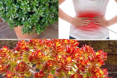 This ‘Money Plant’ Does More Than Bring Luck—Discover Its Shocking Health and Energy Benefits!