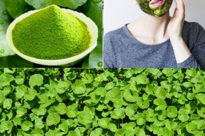 The ‘Miracle Leaf’ That Rebuilds Your Brain, Skin, and Circulation—Gotu Kola’s 10 Benefits Will Blow Your Mind!