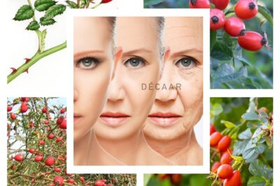 🌹 This Wild Rose Fights Infections, Slows Aging, and Strengthens Joints — Yet People Rip It Out Like a Weed!