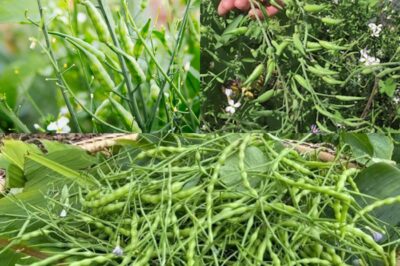 🔥 Why Smart Gardeners Let Their Radishes Bolt: The Secret Superfood Hiding in Radish Seed Pods!