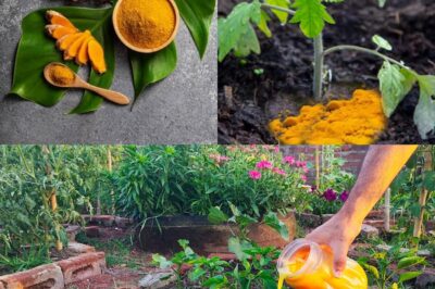 Forget Chemicals! This Ancient Yellow Powder Could Be the Secret Weapon Your Garden’s Been Missing