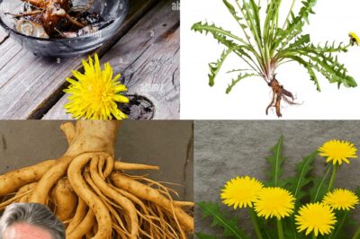You’ve Been Ignoring This Backyard Weed, But It’s Actually a POWERFUL HEALER – The SHOCKING Truth About Dandelion Root!