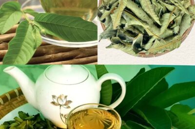 Drink This Tea Every Morning and After Dinner — The Health Changes Are So Powerful, Even Doctors Are Impressed!