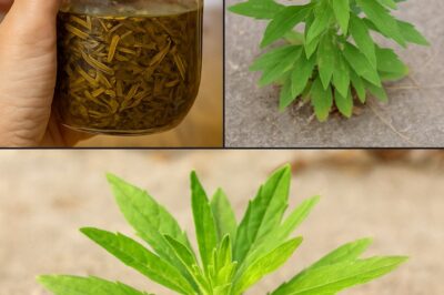 Think again! This common plant might be hiding extraordinary powers. Discover the untapped potential of Cannabis, a plant with a rich history and surprising benefits. From medicinal applications to industrial uses, learn how to harness its power. Unlocking Cannabis Potential