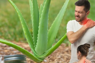 From Lawn Trash to Healing Treasure: Why Crabgrass Deserves a Damn Apology