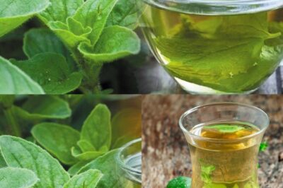 Unlock the Power of Oregano to Support Eye Health