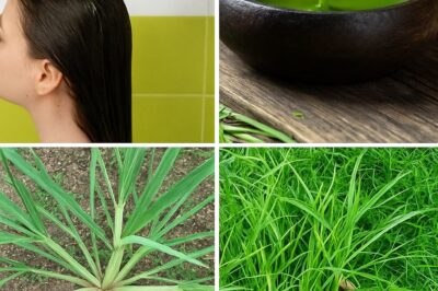 Crabgrass: Nature’s Overlooked Superfood With Powerful Benefits for Your Health