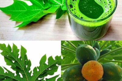 Y’all Love Papayas, But Slept on the Leaves—Here’s Why Your Grandma Was Right All Along