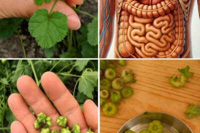 Nature’s Unsung Hero: Unveiling the Hidden Power of Common Mallow! Take a closer look at the humble Common Mallow, and you’ll discover a world of wonder! This unassuming plant has been hiding in plain sight, waiting to reveal its secrets.