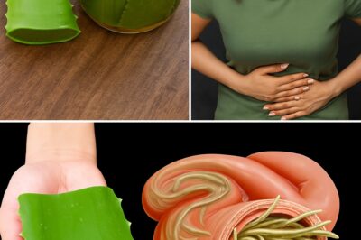 This ain’t your grandma’s aloe vera 💀💚 Forget antibiotics—this homemade aloe mix hits like a truck (the good kind). It detoxes, clears your skin, fights infections, and basically tells bacteria to sit down and shut up. And the best part? You can blend it at home in under 3 minutes. Method below comment 👇