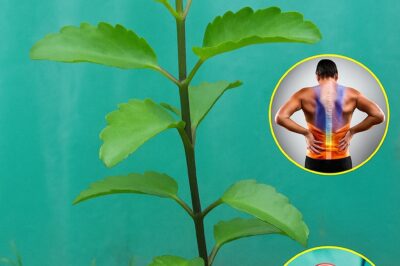 Get ready to level up your wellness game! Life Plant (Kalanchoe pinnata) is the ultimate natural remedy you’ve been sleeping on. From boosting your immunity to soothing your skin, this plant is a total game-changer.