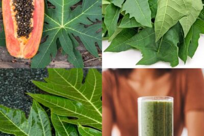 Papaya leaves: the ultimate unsung hero! Turns out, these babies have some serious healing powers. From boosting your health to fighting off diseases, papaya leaves are the natural remedy you didn’t know you needed.