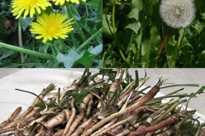 Dandelion game-changer alert! You knew the leaves were edible, but the roots are where it’s at! Turns out, they’re the real treasure. Want to know more about the benefits and uses of dandelion roots?