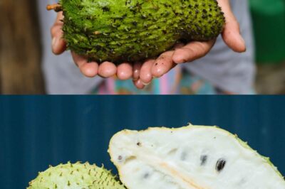 Soursop to the rescue! This superfruit and its leaves are packed with benefits – from boosting immunity to fighting inflammation. And when paired with flaxseed cream, it’s a game-changer! Want to know the top 10 health benefits and uses?