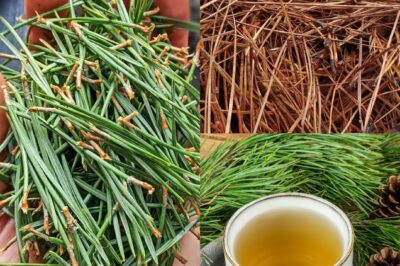 Drink your Christmas tree? Yeah, sounds nuts—but wait till you see what it does for your body!