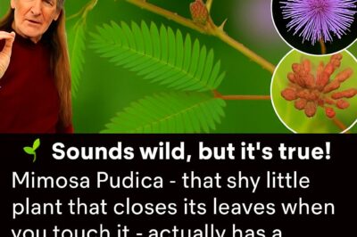 The Hidden Power of Mimosa Pudica: Nature’s Sticky Secret for a Clean Gut and a Clear Mind