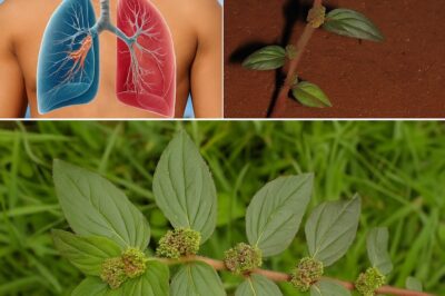 OMG, have you guys heard about the asthma plant?! Euphorbia Hirta is like a superhero for your health – it tackles knee pain, swollen feet, high blood pressure, cholesterol, poor circulation, and anemia like a pro!