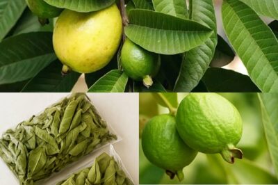 Guava fans, you’re eating the fruit, but missing out on the real magic! Guava leaves are the unsung heroes with benefits you never knew existed