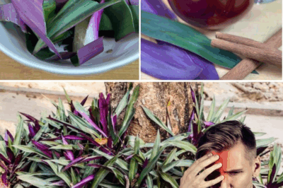 Behind those bold purple and green leaves lies a plant loaded with healing potential. From boosting circulation to balancing blood sugar, Purple Maguey is becoming a go-to favorite for people looking to support their health naturally.