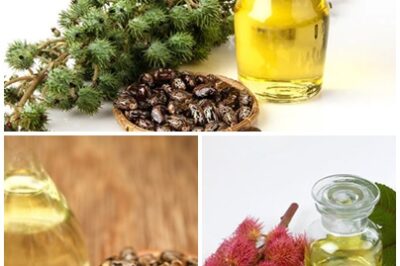 Discover the Amazing Benefits of Castor Oil!. Castor oil has been known since ancient times for its ability to soothe stomach pain. Not only that, but castor oil also provides wonderful benefits for your eyes.