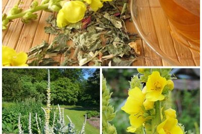 NATURE’S GOLDMINE! Discover the powerful plant that can help with bronchitis, tuberculosis, whooping cough and seasonal colds.