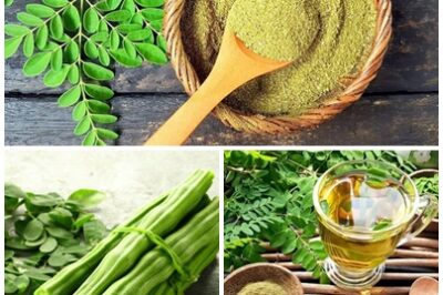 Moringa is packed with essential vitamins, minerals, and antioxidants, making it one of the most nutrient-dense plants on the planet. Discover The Miraculous Benefits of Moringa.