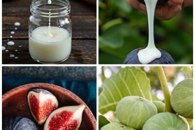 NATURE’S SECRET! 🌿💡 Discover the incredible benefits of fig sap and how it can transform your health and wellbeing. From skin to gut health, learn how this natural elixir can work wonders for you!