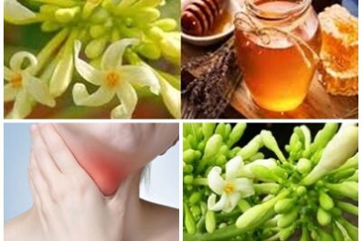 Papaya flowers soaked in raw honey are a hidden gem from Southeast Asian wellness traditions! This natural remedy can soothe your throat, boost digestion, and support your health with simple, wholesome ingredients.