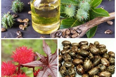 Finding this plant in your garden is like discovering real gold! Don’t throw it away—this amazing plant is full of health benefits and can be used in natural remedies and tasty recipes. Keep it and see how it can make a difference in your life.