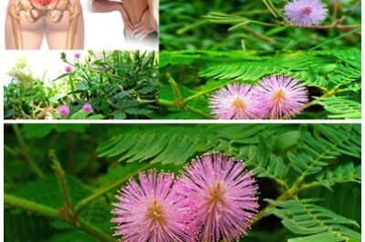 I can’t believe it. The tree right next to us is truly one of the most amazing trees in the world. Its medicinal properties offer a range of health benefits, from treating wounds to improving digestive health.