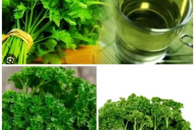 If your feet and ankles are swollen, don’t ignore this.This plant can be found right in your garden. It is easy to grow and helps you forget about swollen, red feet