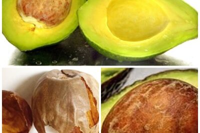 Did you know? Avocado seed husks are packed with valuable compounds that could revolutionize medicine and industry! Follow me for more surprising food facts and recipes! It is compared to a gold mine for medicinal and industrial compounds.