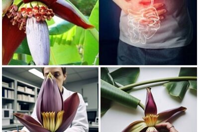 SAY GOODBYE TO INFLAMMATION AND HELLO TO WELLNESS! Banana blossoms offer numerous health benefits, including reducing anxiety, managing blood sugar, and promoting digestive health.