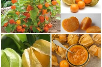 GOLDENBERRIES: THE ULTIMATE SUPERFRUIT! Rich in vitamins A and C, beta-carotene, and fiber, goldenberries support eye health, immunity, and digestion.