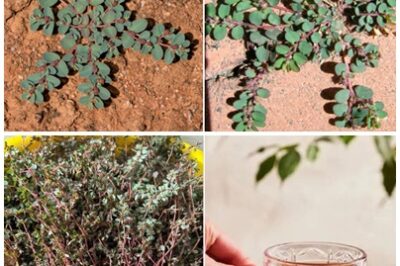 UNLOCKING NATURE’S SECRETS! Discover the hidden power of Euphorbia prostrata and its amazing benefits for hemorrhoid relief, wound healing, and overall well-being. Check the comments to get my tips.