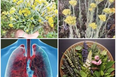 Most people have no idea how important this plant is, a wonderful one. This type of flower has surprising effects, helping you easily quit nicotine. …Full recipe in the first comment