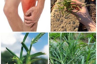 FROM WEED TO WONDER! Goosegrass has been used for centuries in traditional medicine. Learn about its amazing health benefits and uses.