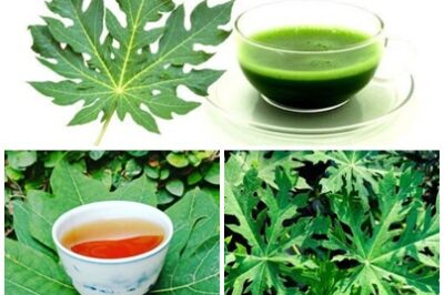 But did you know that the leaves of the papaya plant are also packed with incredible healing properties? Often overlooked, papaya leaves have been used in traditional medicine for centuries to treat a variety of ailments and promote overall health.