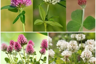 Nature’s Miracle: These common plants are hiding in plain sight, but their benefits will blow your mind! Learn about the surprising uses of White Clover, Red Clover, and Crimson Clover