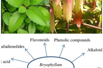 “NATURE’S MEDICINE! Leaf of Life is a medicinal powerhouse with antimicrobial and anti-inflammatory properties. Learn how to harness its potential for better health!