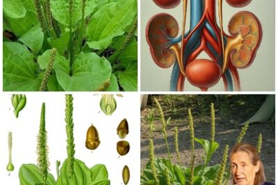 NATURE’S HIDDEN GEM! Discover the plant most people overlook, but is packed with benefits for skin, digestion and respiratory health.