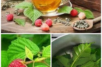 MANAGE DIABETES NATURALLY! Boiled blackberry leaves may be a useful addition to your diabetes management plan.