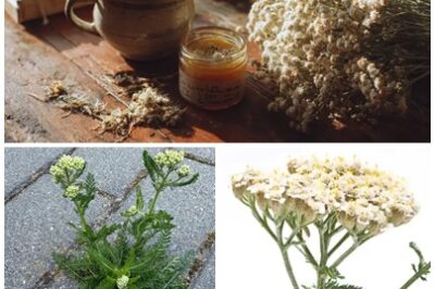 THE POWER OF NATURE! This plant has been used for centuries to treat various health issues, including poor circulation and swollen feet.